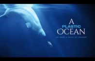 Save our Seas: A Plastic Ocean